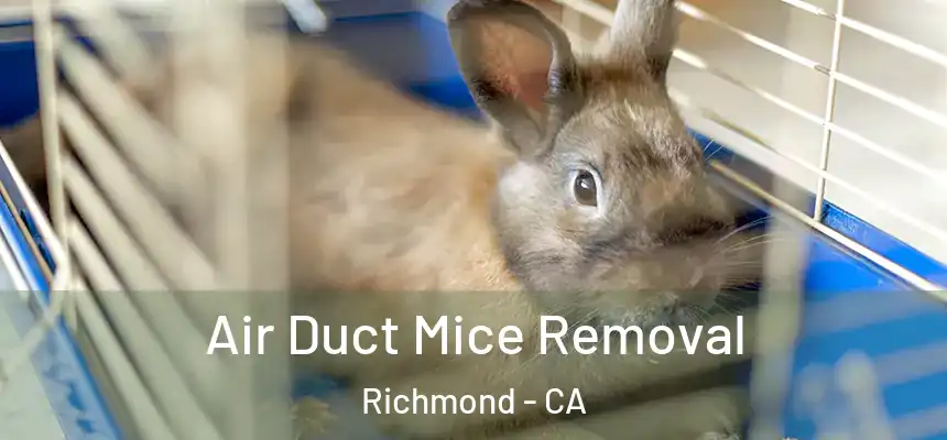 Air Duct Mice Removal Richmond - CA